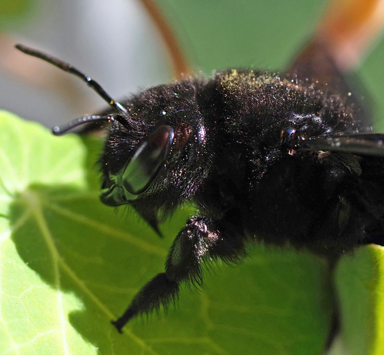 Blaue Holzbiene, Xylocopa violaceae Kopf